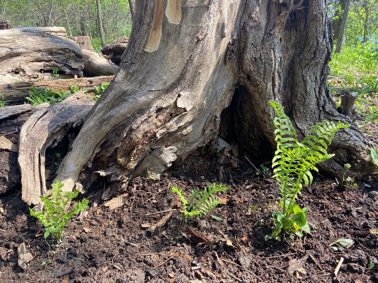 fern trunk